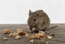 Ini Dia Cara Mengusir Tikus yang Sering Berkeliaran di Rumah