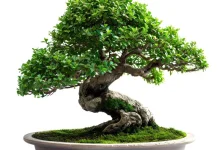 Dari Seni Kuno hingga Hobi Mendunia, Inilah Sejarah Bonsai