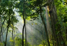 Hutan Indonesia, Menara Air yang Jarang Disadari