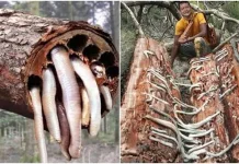 Mengenal Tembiluk, Hewan Laut Unik yang Hidup di Batang Mangrove