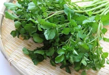 Selada Air, Sayur Unik Asal Eropa yang Jadi Gorengan Populer