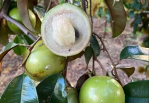 Buah Kenitu, Si Manis & Unik