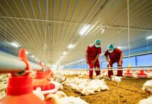 McDonald’s Ungkap Standar Kualitas Ayam Krispy McD