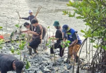 TPS bersama DLH Tanam 3000 Bibit Mangrove sebagai Upaya Pelestarian