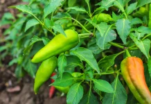 Daun Cabai ternyata Kaya Manfaat, Bukan Sekadar Pelengkap Masakan