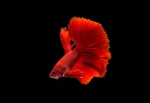 Kenali Lima Jenis Ikan yang Bersifat Invasif