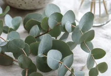 Lima Tips Merawat Eucalyptus agar Tumbuh Subur