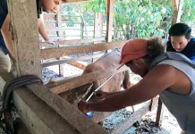 TEP UNAIR Dorong Pemanfaatan Limbah Sawit untuk Pakan Sapi