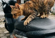 Kenapa Kucing Suka Sekali Mencakar Sofa dan Jok Motor