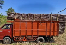 PG Pradjekan Bondowoso Dorong Petani Terapkan MBS untuk Rendemen Optimal