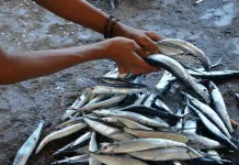 Ikan Roa, Ikan Khas Sulawesi Utara yang Lezat dan Kaya Cita Rasa