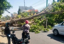 Pohon Tumbang di Gedangan, Lukai Dua Pemotor