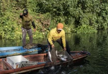 Ikan Betina Dominan, Ekosistem Kali Surabaya Kian Terancam