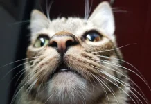 Kumis Kucing Tidak Boleh Dipotong Sembarangan