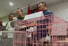 Balai Karantina Jatim Gagalkan Penyelundupan Satwa Monyet hingga Tupai
