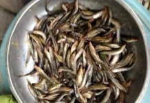 Ikan Uceng, Ikan Endemik Air Tawar Khas Jawa