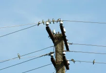 Bukan Kebal Listrik, Ini Rahasia Burung Bisa Bertengger di Kabel