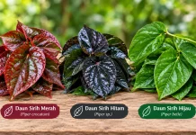 Sirih Merah, Hijau dan Hitam Tak Sama Khasiat
