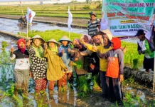 Petani Sidoarjo Pacu Produksi Padi Tiga Kali Panen