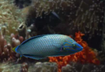 Bukan Sekadar Ikan Cantik, Ini Peran Penting Ikan Kakatua bagi Terumbu Karang