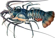 Unik dan Bernilai Ekonomi, Mengulik Kehidupan Udang Mantis