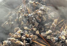 Sate Bekicot Jadi Kuliner Khas Sepanjang Plosoklaten Wates