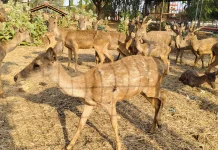 Pak Ahmad dan Rumput Pagi untuk Rusa Timor