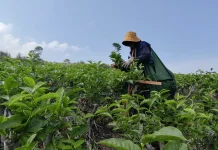 Teh Gambyong Kemuning Terus Tumbuh, Produksi Kini Capai 6 Ton per Bulan