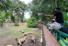 PDTS Siapkan Restocking Komodo ke Habitat Asli