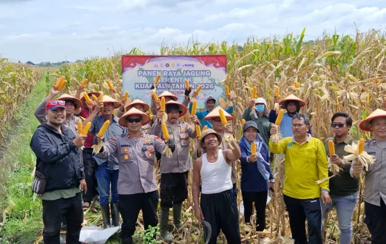 Polsek Balongbendo Panen Raya Jagung Bersama Poktan Desa Seduri