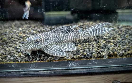 Pesona Ikan Sapu-Sapu Zebra, Hobi Unik Pecinta Akuarium