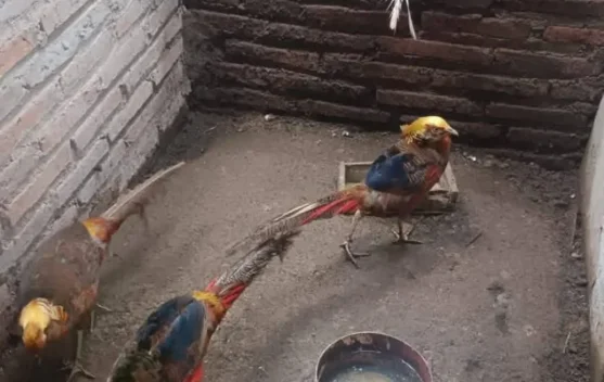 Pesona Burung Pegar Kalung, Hobi Unik Pecinta Satwa Eksotis