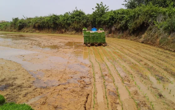 Petani Lamongan Minta Bantuan Rice Transplanter Tekan Biaya