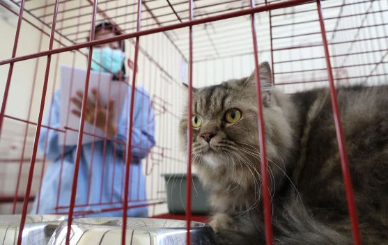 Mudik, Pemkot Surabaya Buka Layanan Titip Hewan Peliharaan di Puskeswan