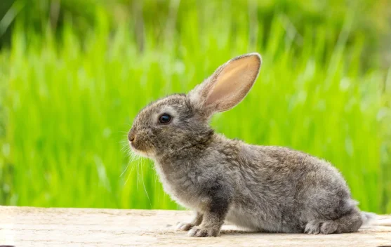 Pentingkah Grooming untuk Kelinci Kita? ternyata Bukan Sekadar Soal Penampilan
