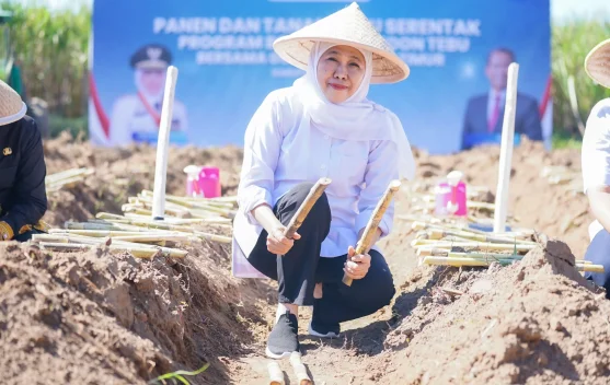 Jatim Genjot Produktivitas Tebu Nasional Lewat Program Bongkar Ratoon