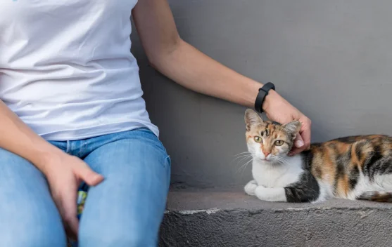 Foster Kucing Bantu Perawatan sebelum Ditemukan Adopter