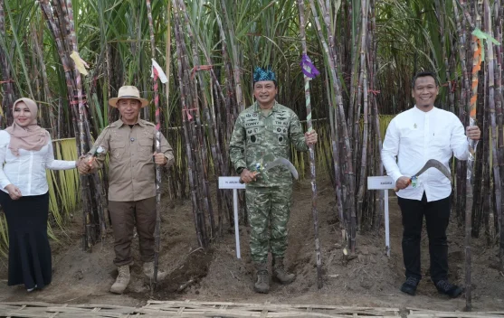 PT SGN Perkuat Ekosistem Industri Gula lewat Panen Tebu Bersama di Jember