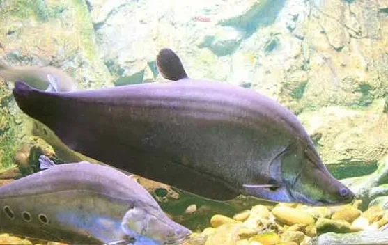 Ikan Belida Terancam Punah, Begini Upaya Menjaga Kelestariannya