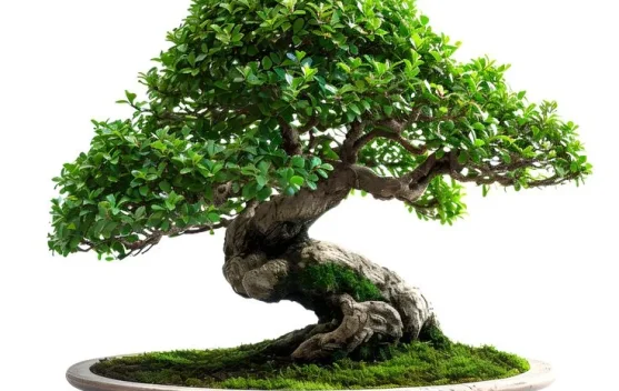 Dari Seni Kuno hingga Hobi Mendunia, Inilah Sejarah Bonsai