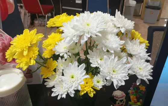 Mengenal Makna Krisan Putih dan Kuning, Bunga Favorit di Setiap Momen
