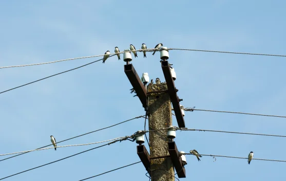 Bukan Kebal Listrik, Ini Rahasia Burung Bisa Bertengger di Kabel