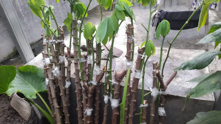 Optimalkan Produksi Singkong dengan Okulasi Mata Tunas