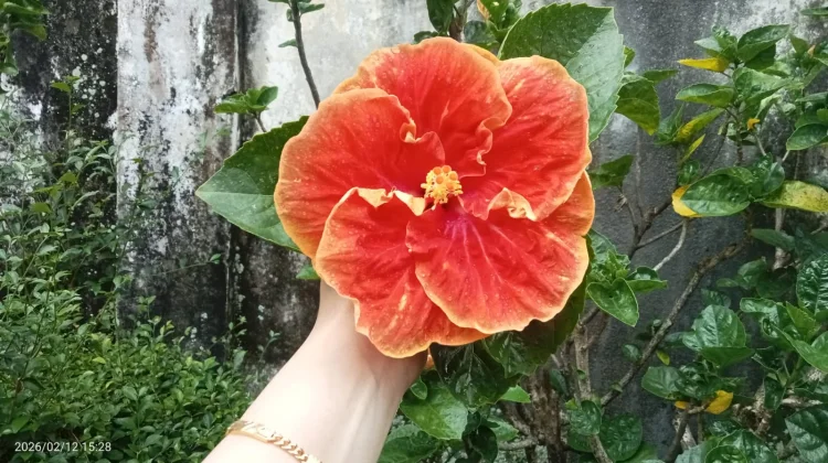 Kenapa Disebut Bunga Sepatu?