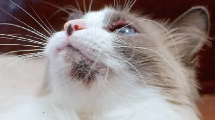 Cegah Jerawat Dagu pada Kucing