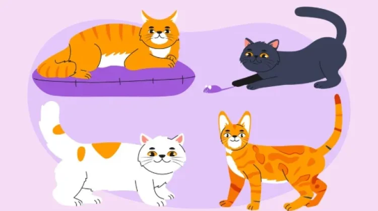 Fakta atau Mitos: Sifat Kucing dan Warna Bulu