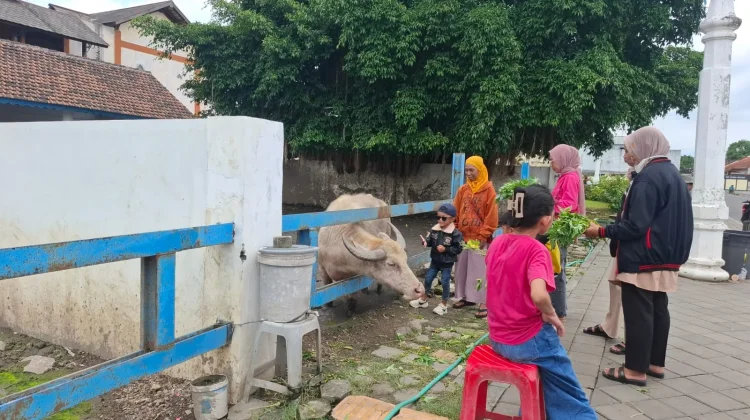 Kebo Bule, Magnet Wisata Menunggu Waktu Berbuka Puasa di Alun-alun Selatan Solo