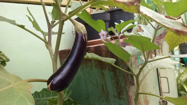 Potensi Nutrisi Terong Ungu untuk Kesehatan