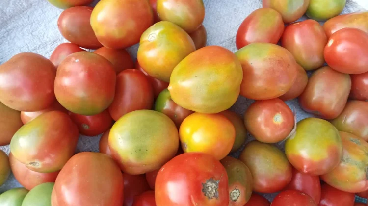 Memasuki Bulan Ramadan, Harga Sayur Mayur Merangkak