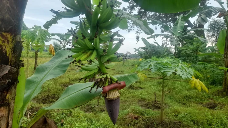 Cara Merawat Jantung Pisang agar Buahnya Maksimal
